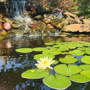 koi pond with lily pads and small waterfall in one of the Saint Simeon's courtyards