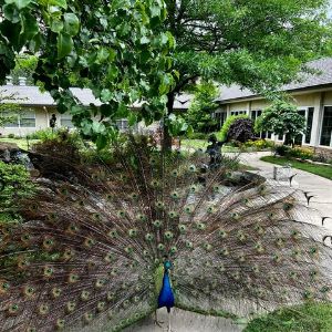 peacock fanned out in one of our beautiful courtyards